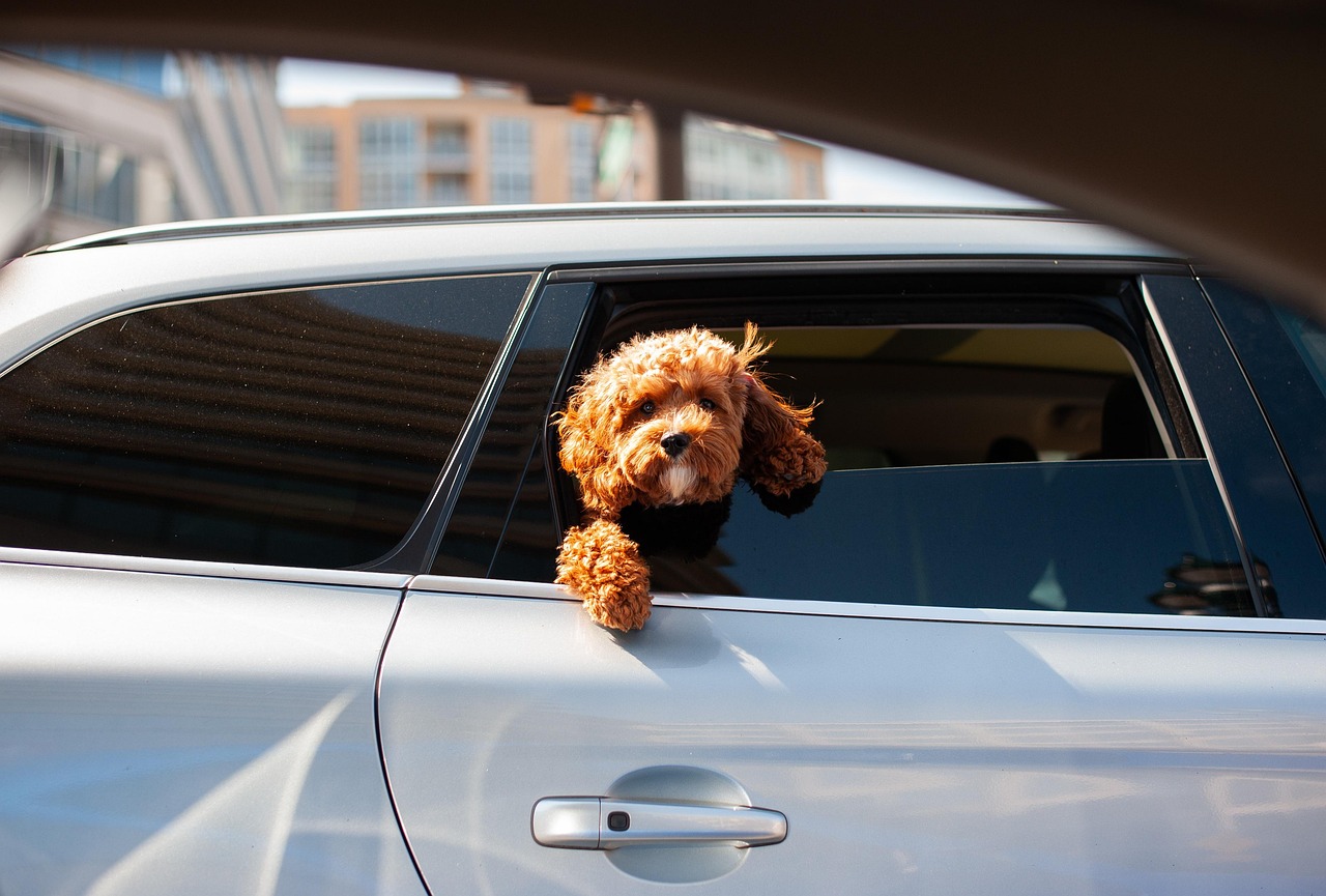 transport animal de compagnie taxi