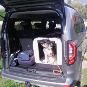 transport animal de compagnie